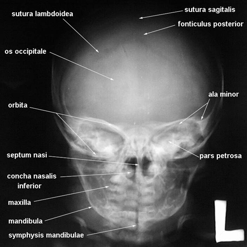 anatomia radiologiczna - 2.jpg