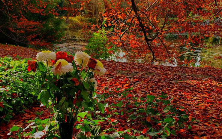 __- 02 - Autumn-Flower-Images.jpg