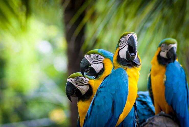 MIX_TAPETY - macaw_parrot_bird_tropical__68__3872x2592.jpg