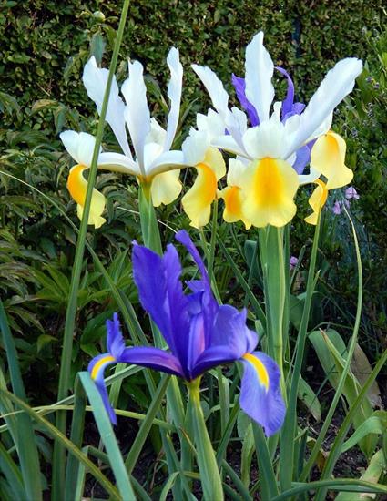 WIOSNA - 2018_05_07_IRIS_JARDIN_1.jpg