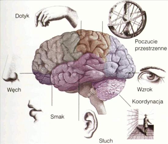 Mapy ciała - Podział mózgu.jpg