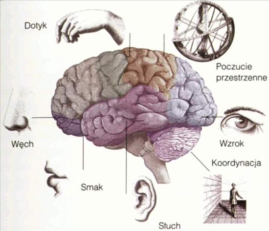 Medycyna naturalna - Podział mózgu1.jpg