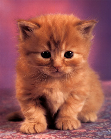 Kociambry - Kitten_by_kittyqueen101.jpg
