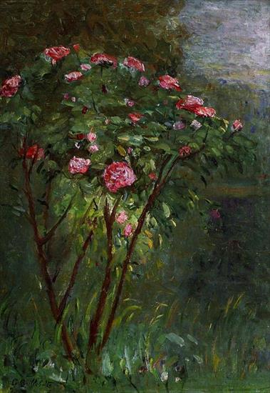 MALARSTWO _- 02 - Rose Bush in Flower, 1884, Gustave Caillebotte.jpg