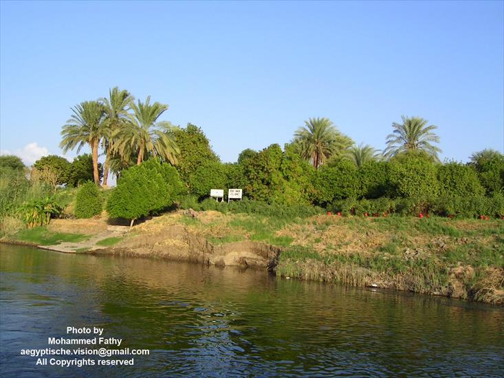 Przyroda - Przyroda w Aswan 471.jpg