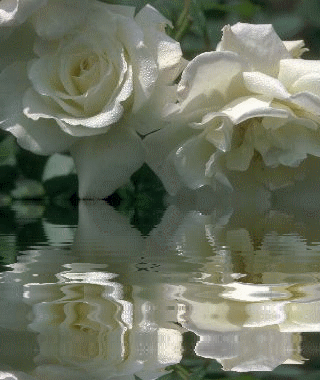 TŁA WODNE - wod białe róze.gif