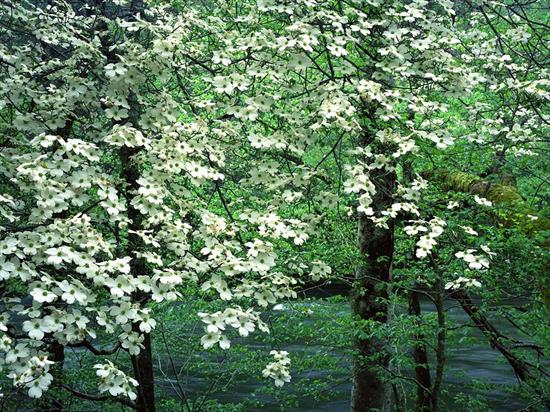 Krajobrazy - dogwood_trees_in_bloom.jpg