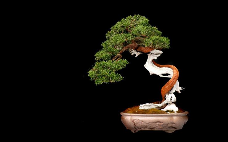 bonsai - Bonsai-Tree-Background-Widescreen.jpg
