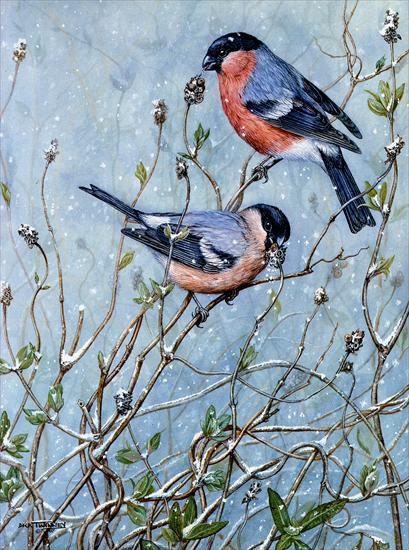 Ptaki malowane - Twinney Dick Nature 042.jpeg