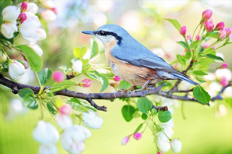 ob. RÓŻNE - spring-bird-2295431_1280.jpg