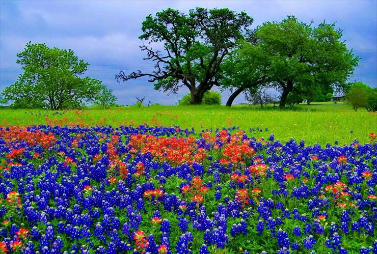 łąka  pole - wp4546773-summer-wildflowers-wallpapers.jpg